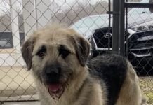 Pet of the Week: Sadie, a gentle soul