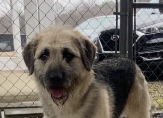 Pet of the Week: Sadie, a gentle soul