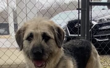 Pet of the Week: Sadie, a gentle soul