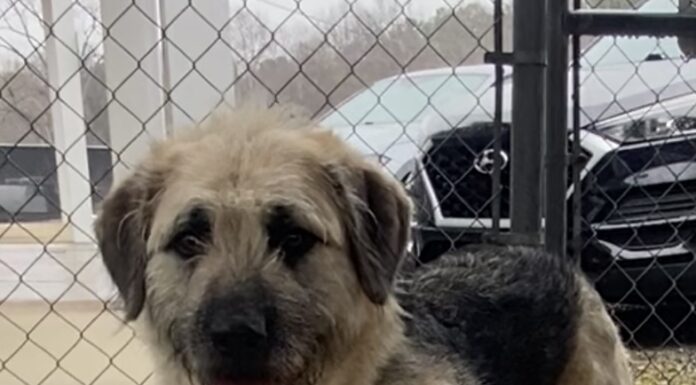 Pet of the Week: Sadie, a gentle soul