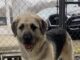 Pet of the Week: Sadie, a gentle soul