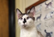 Pet of the Week: Yukon the Snowshoe