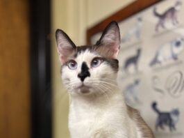 Pet of the Week: Yukon the Snowshoe