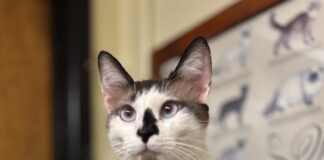 Pet of the Week: Yukon the Snowshoe Â