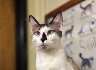 Pet of the Week: Yukon the Snowshoe