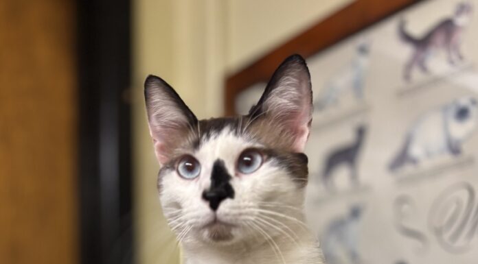 Pet of the Week: Yukon the Snowshoe