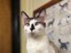 Pet of the Week: Yukon the Snowshoe