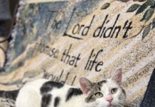 Pet of the Week: Gambino, a gentle soul with personality plus