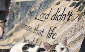 Pet of the Week: Gambino, a gentle soul with personality plusÂ