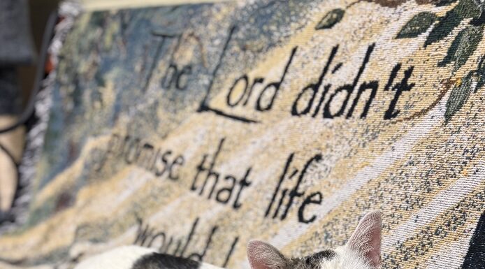 Pet of the Week: Gambino, a gentle soul with personality plus