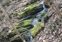 Nature’s beauty and where to find it: Hurricane Creek Park
