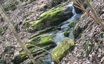 Nature’s beauty and where to find it: Hurricane Creek ParkÂ