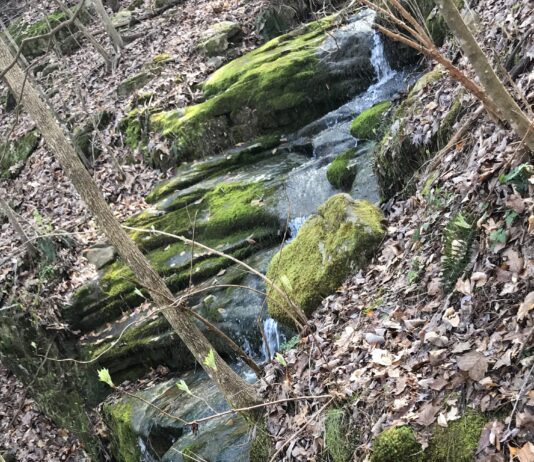 Nature’s beauty and where to find it: Hurricane Creek Park