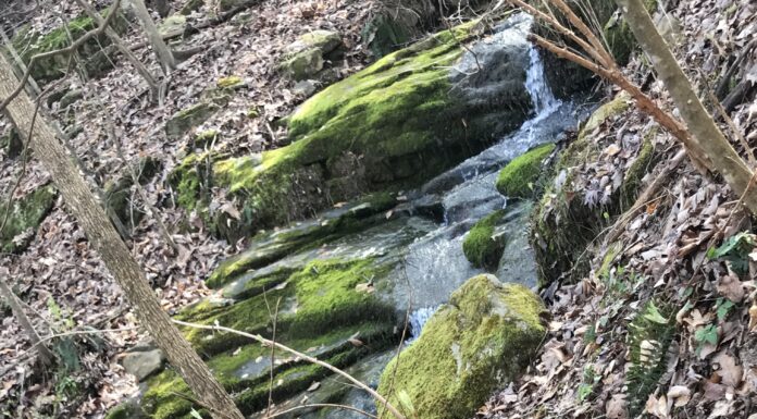 Nature’s beauty and where to find it: Hurricane Creek Park