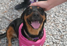 Doggo love on tap: Pints & Paws pours out hearts for rescue dogs