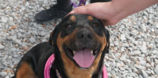 Doggo love on tap: Pints & Paws pours out hearts for rescue dogs