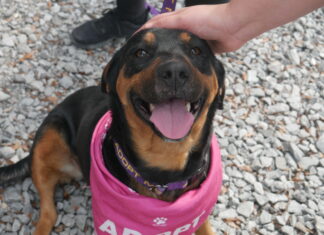 Doggo love on tap: Pints & Paws pours out hearts for rescue dogs