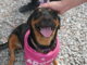 Doggo love on tap: Pints & Paws pours out hearts for rescue dogs