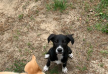 Furrever friends: Ani and Chewie’s story