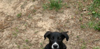 Furrever friends: Ani and Chewie’s story Â