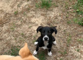 Furrever friends: Ani and Chewie’s story