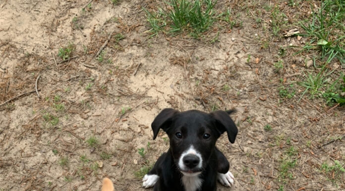 Furrever friends: Ani and Chewie’s story