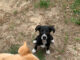 Furrever friends: Ani and Chewie’s story