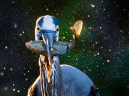 ADCNR announces 2026 Outdoor Alabama Photo Contest winners