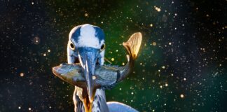 ADCNR announces 2026 Outdoor Alabama Photo Contest winners