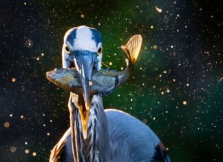 ADCNR announces 2026 Outdoor Alabama Photo Contest winners