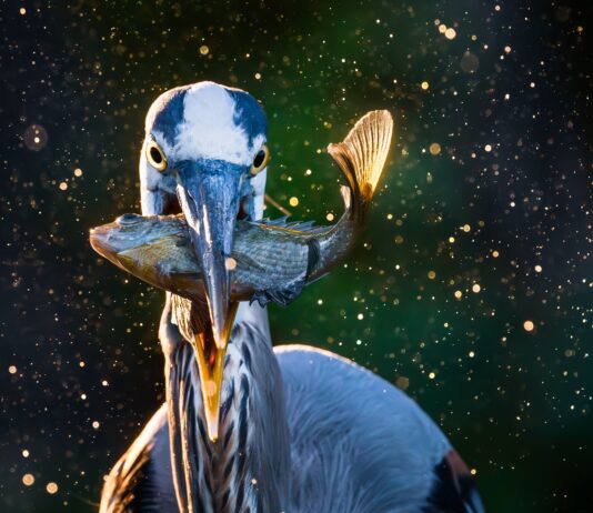 ADCNR announces 2026 Outdoor Alabama Photo Contest winners