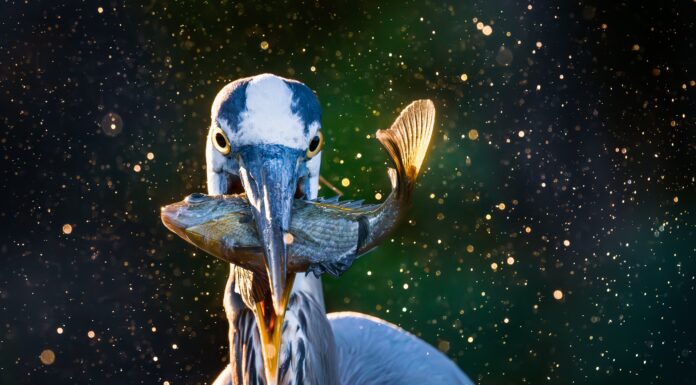 ADCNR announces 2026 Outdoor Alabama Photo Contest winners