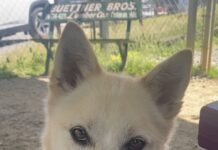 Pet of the Week: Bowie ready to be your ‘Starman’