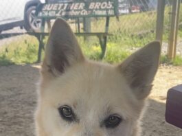 Pet of the Week: Bowie ready to be your ‘Starman’