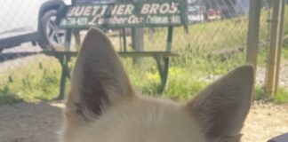 Pet of the Week: Bowie ready to be your ‘Starman’