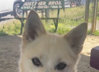 Pet of the Week: Bowie ready to be your ‘Starman’