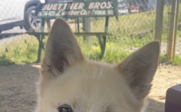 Pet of the Week: Bowie ready to be your ‘Starman’ Â