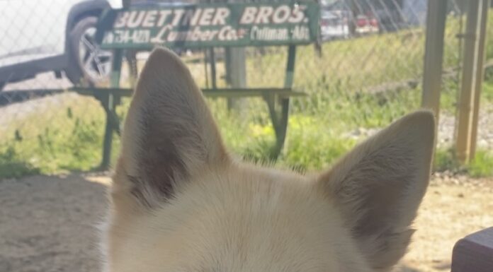 Pet of the Week: Bowie ready to be your ‘Starman’