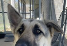 Pet of the Week: Meet Minerva