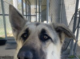 Pet of the Week: Meet Minerva