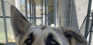 Pet of the Week: Meet Minerva