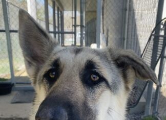 Pet of the Week: Meet Minerva