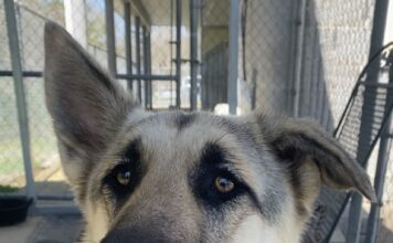 Pet of the Week: Meet Minerva