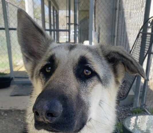 Pet of the Week: Meet Minerva