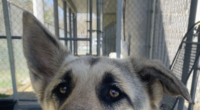 Pet of the Week: Meet Minerva