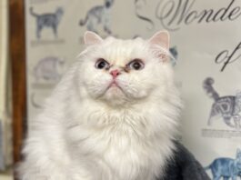 Pet of the Week: FiFi the Persian is equal parts playful and poised