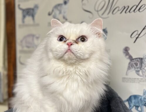 Pet of the Week: FiFi the Persian is equal parts playful and poised