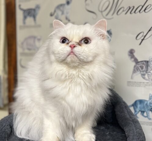Pet of the Week: FiFi the Persian is equal parts playful and poised