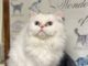 Pet of the Week: FiFi the Persian is equal parts playful and poised