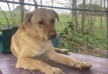 Pet of the Week: Meet Buddy